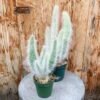 Old Man Cactus
