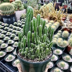 🌵 Fairy Castle Cactus