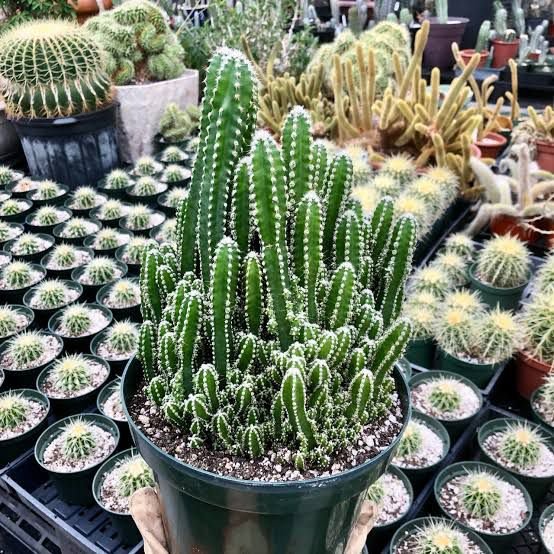 🌵 Fairy Castle Cactus
