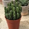 🌵 Fairy Castle Cactus