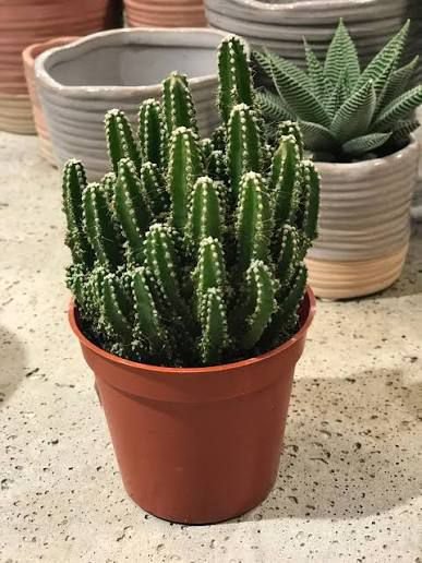 🌵 Fairy Castle Cactus