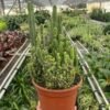 🌵 Fairy Castle Cactus