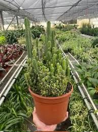 🌵 Fairy Castle Cactus