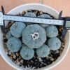 Exotic Cactus