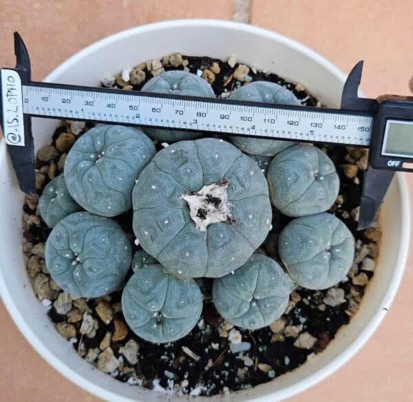 Exotic Cactus