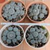 Exotic Cactus