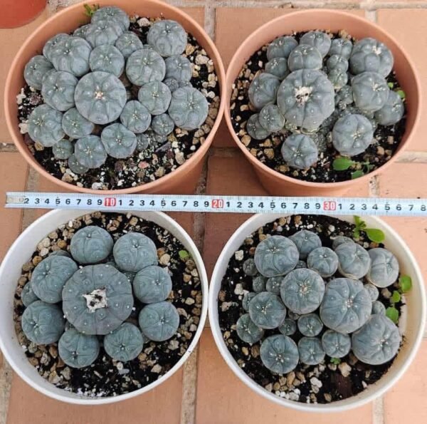 Exotic Cactus