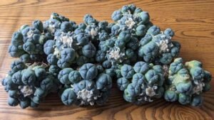 Exotic Cactus