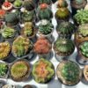 Succulents for sale
