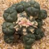 Buy Cactus Plants Online in the USA Buy Cactus Plants Online in the USA