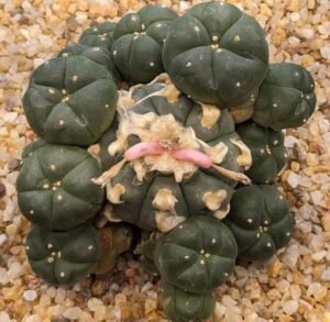 Buy Cactus Plants Online in the USA