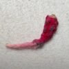Cactus growing seeds