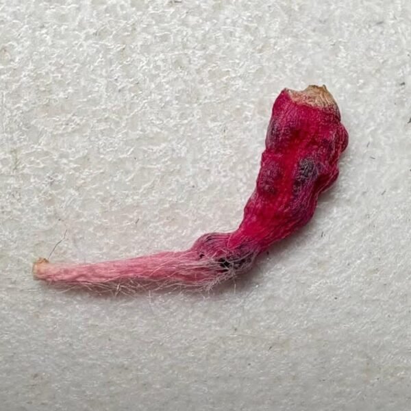 Cactus growing seeds