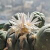 Lophophora diffusa
