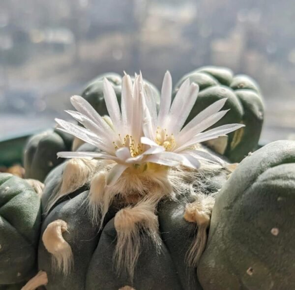 Lophophora diffusa