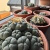 Lophophora diffusa