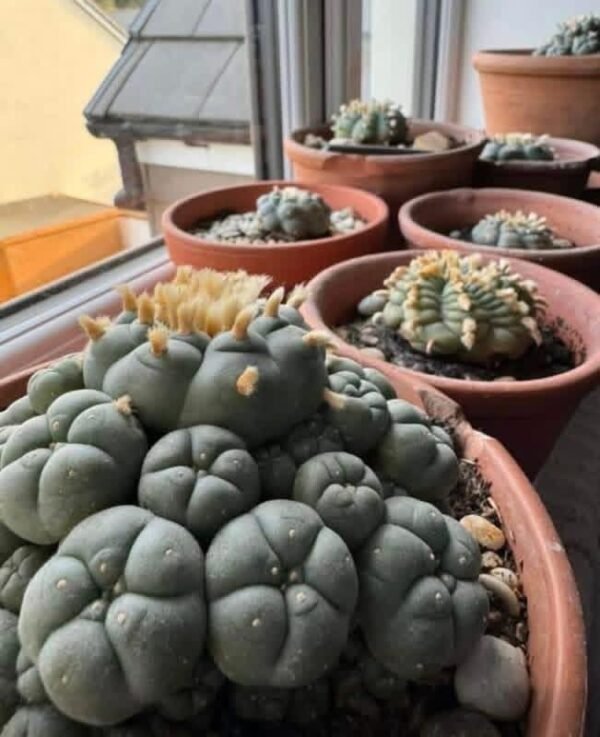 Lophophora diffusa