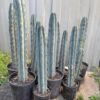 succulent plants to grow succulent plants to grow