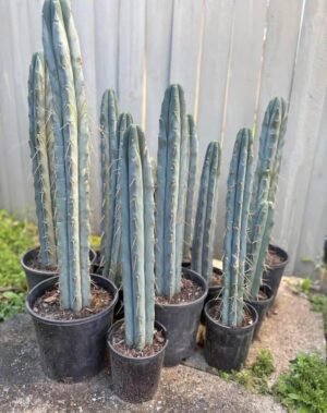 succulent plants to grow