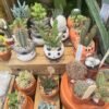 Succulents for sale
