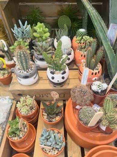 Succulents for sale