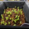 Cactus Growing Seeds