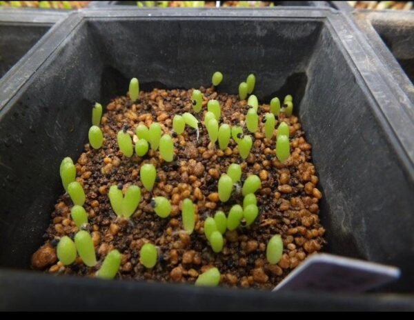Cactus Growing Seeds