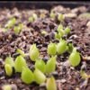 Cactus growing seeds