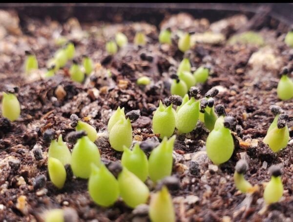Cactus growing seeds