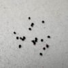 Cactus growing seeds