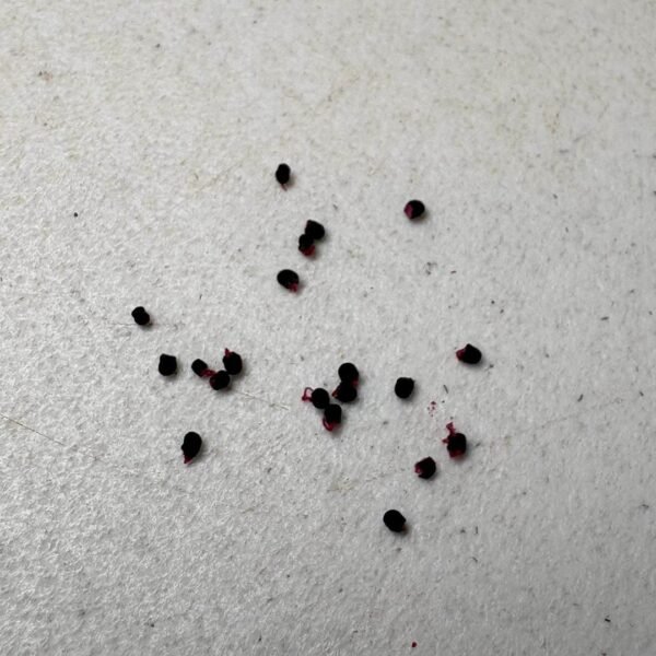 Cactus growing seeds