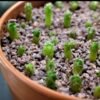 Cactus growing seeds