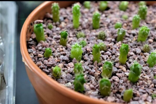 Cactus growing seeds