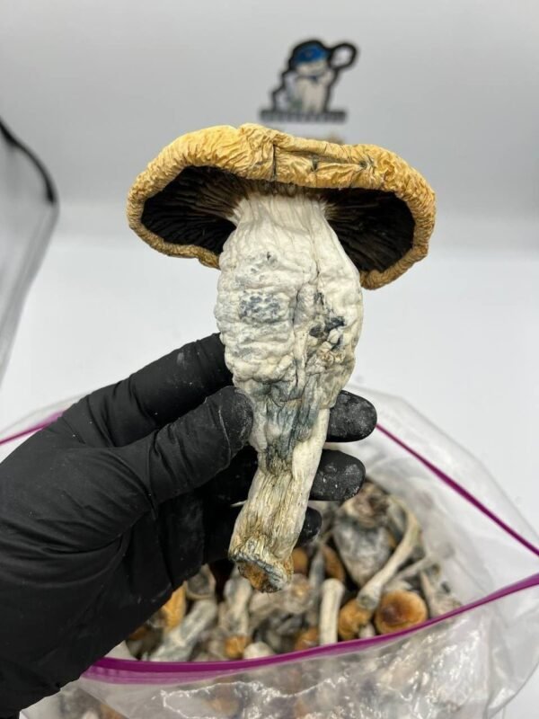 Penis Envy